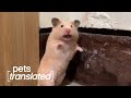 Surprise! | Pets Translated
