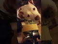 Service dog Service dog