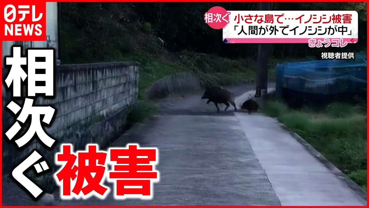 小さな花瓶 骨董品 イノシシ コインが好きで！ーフジタク談話室: 【亥年】古代ギリシャの