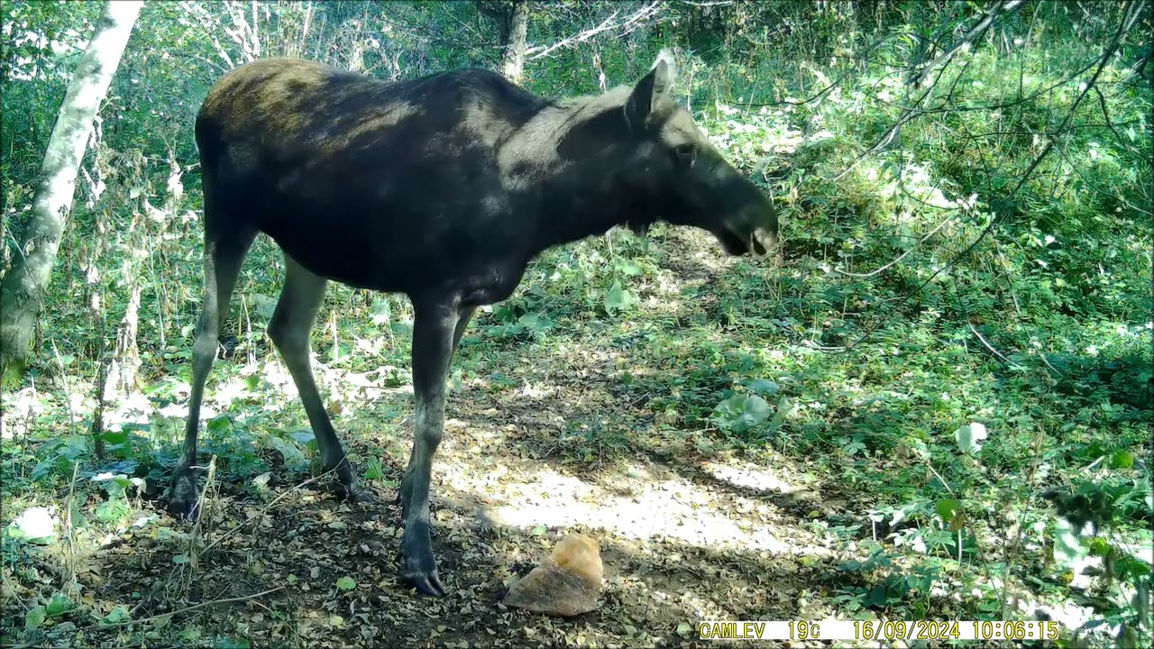 Новости из леса, сезон 2024года.