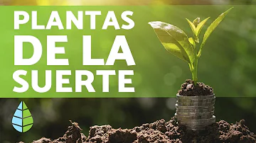 ¿Cuál es la mejor planta de la suerte?