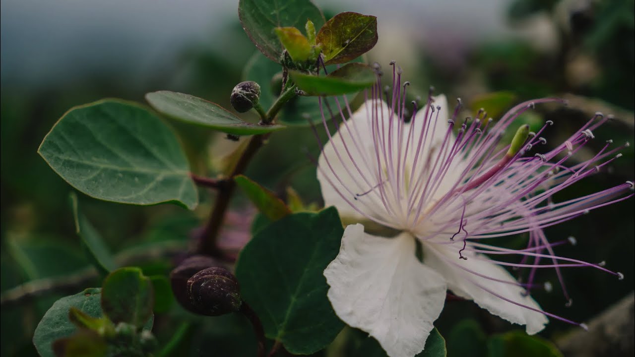 Wild Caper Bush (Indian)
