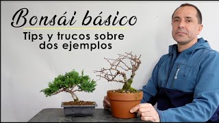 Bonsái Básico. Tips y trucos sobre dos ejemplos