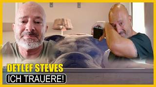Traurige Nachricht Von Detlef Steves Bulldog Kai-Uwe Ist Verstorben.