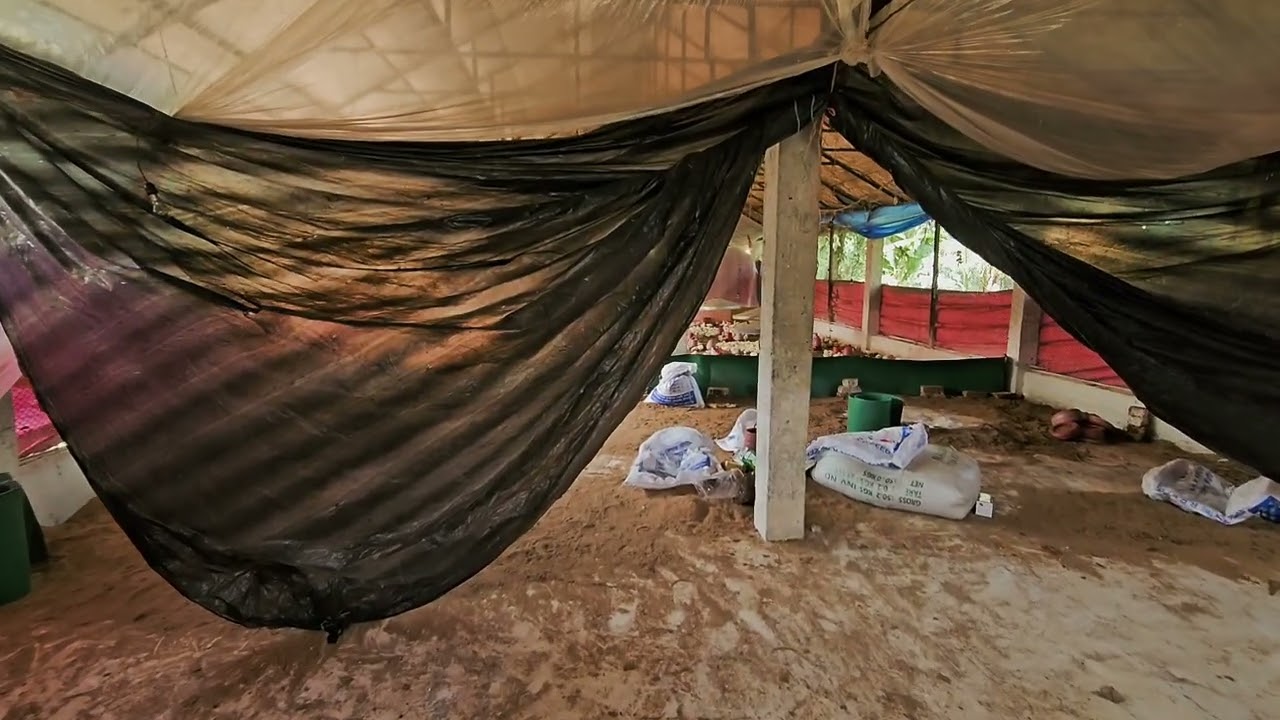 বার্ড ফ্লু সম্পর্কে জানুন এবং তা কিভাবে প্রতিরোধ করবেন সেটা সম্পর্কে জানুন এই ভিডিওতে_