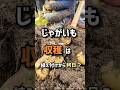 じゃがいも、収穫は植え付けから何日？