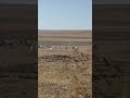 Как хорошо на просторе широком скакать где гуляют ветра#Сибирь#Хакасия#