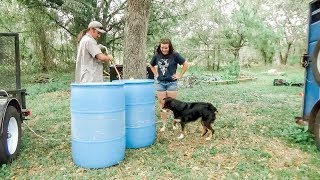 Converting 55 Gallon Drums to Gravity Fed Waterers