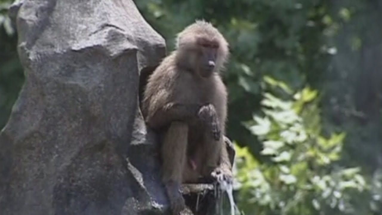 CUTE! Hot animals in the zoo try to keep cool - YouTube