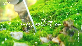 자연 이끼 채집하기! Collecting moss (숲 속 ASMR)