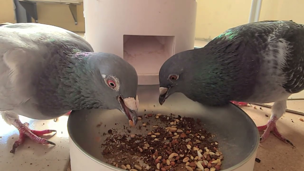 Pigeons and Doves 202511-12