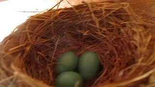 Des merles chez moi, de loeuf à lenvol