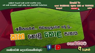 Govibimata Arunalu TV | අම්පාරෙන්..මඩකලපුවේන් හමු වු..කහ නොවු කොළ පැහැය | 2023-01-22 | Krushi Tv