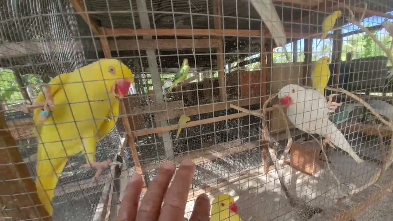 บ้านนก แก้วริงเนท วงพิณลำเพลิน