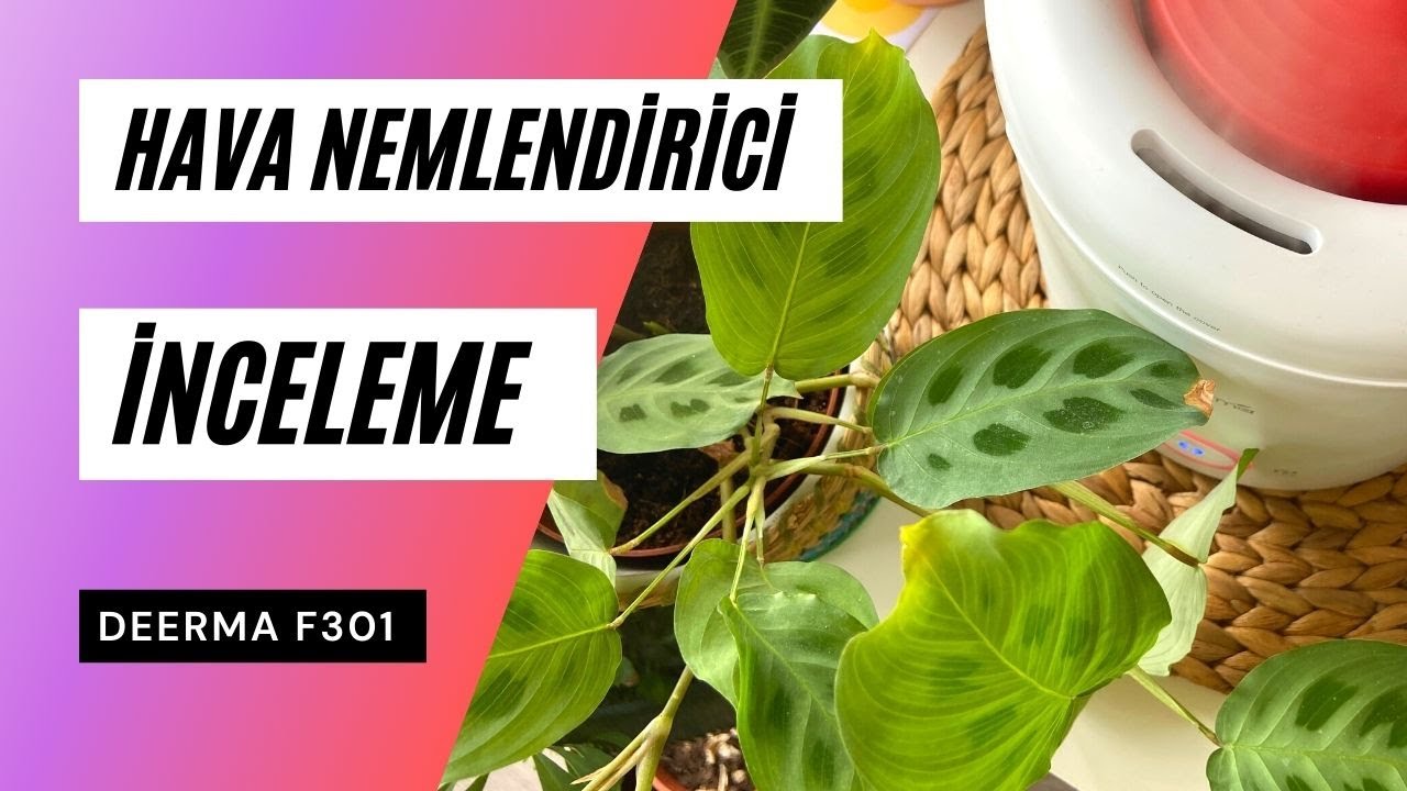 Hava Nemlendirici İnceleme: Deerma F301 Yorumları | Ev Yeşili 👩‍🌾