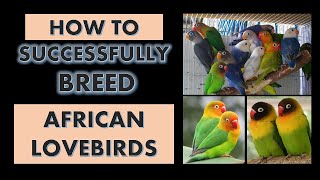 How to Successfully Breed African Lovebirds l African Lovebirds Breeding Process l African Lovebirds