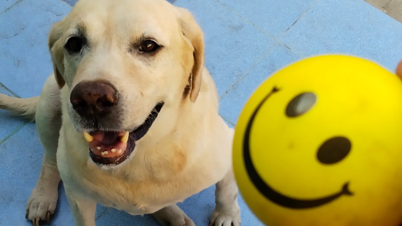 Max Dog Favourite Ball shorts dogs doglover dogs cute dogtoy max-dog-favourite-ball-shorts-dogs-doglover-dogs-cute-dogtoy