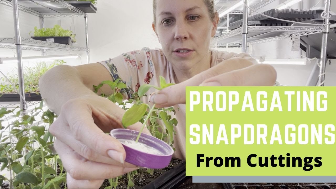 Propagating Snapdragons from Cuttings| Cut Flowers