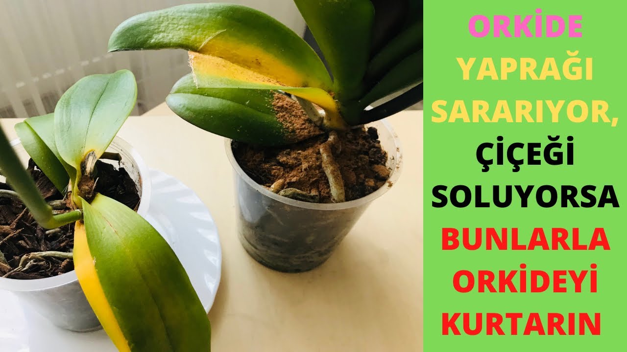 Спасти желтеющую орхидею Окончательное решение / Грибковые заболевания / Уход за орхидеями / Болезни