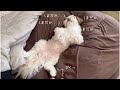 【シーズー】大好きな"あの３文字"が聞こえるまでは寝たフリを決め込む犬www【犬Vlog】