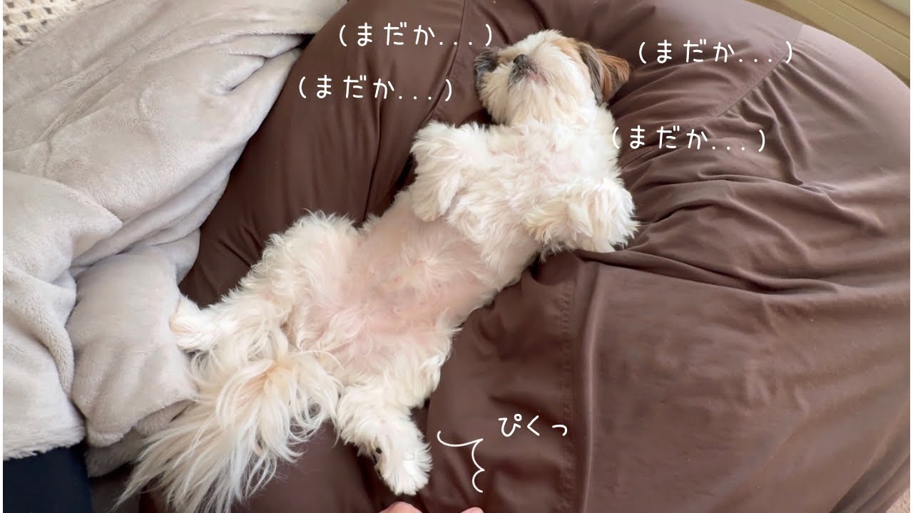 【シーズー】大好きな