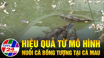 Hiệu quả từ mô hình nuôi cá bống tượng tại Cà Mau