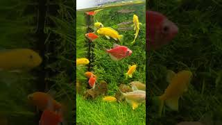 ikanya gemesin #aquascapelowtech #fish #aquascapegallery
