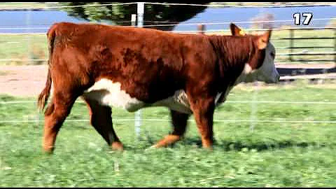 Lot 17 - C 0134 Hometown Lady 3219 ET