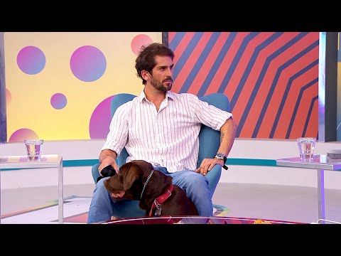 La agresividad en los perros