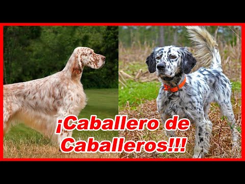 Video: Setter Inglés Raza De Perro Hipoalergénico, Salud Y Vida útil