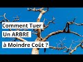 Comment abattre des arbres  moindre cot dans une exploitation agricole 