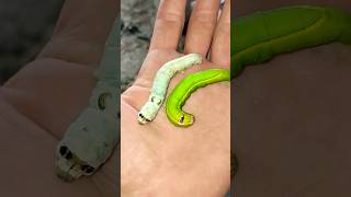 Lagartinhas fofas 🐛- Bicho da Seda - Lagarta verde #caterpillar #cute #cutecaterpillar #shortsfeed