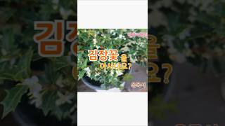 #김장꽃 #은목서 #하와이꽃집 #야생화 #식물 #식물마켓 #식물택배 #식물튜브 #겨울꽃 #flowers #garden #가드닝  #gardening