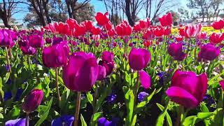 Beautiful Tulips Garden Tour