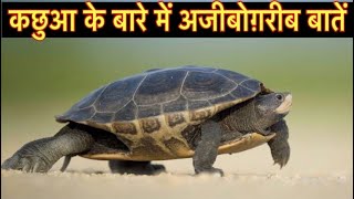 कछुए के बारे में 22 रोचक तथ्य || Interesting facts about Turtles in Hindi