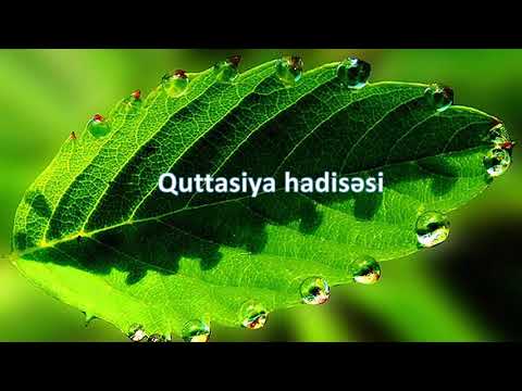 Video: Transpirasiya zamanı bitkidən su itkisi şəklində olur?