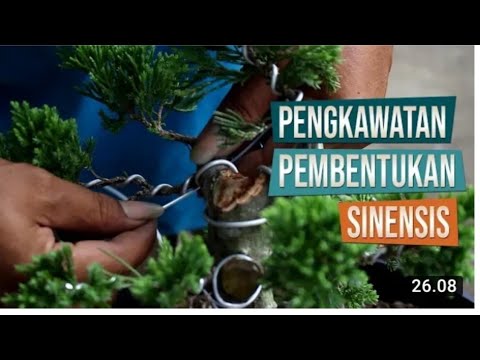 Video: Pemangkasan Pinus (17 Foto): Bagaimana Cara Membuat Nivaki Pinus Skotlandia Dengan Tangan Anda Sendiri? Skema Pemangkasan. Bagaimana Cara Memangkas Pohon Agar Rimbun?