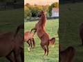 Dance Party USA featuring our yearling, Roxy.  🤣🤣