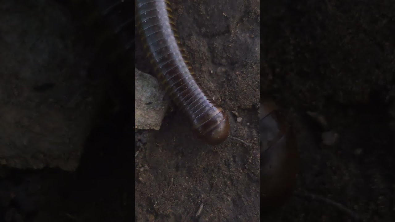 The Millipede Is Really Big Insect Butterfly Spiderman Spider Insectamazone