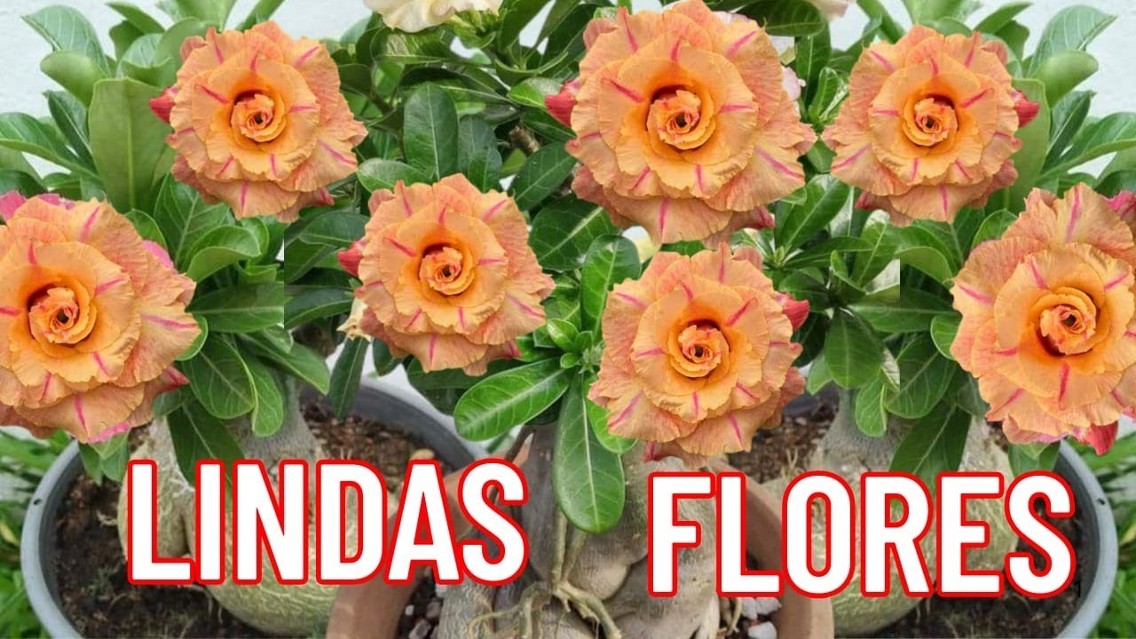 🚨OLHA SÓ ESSA BELEZURA PARA COMEÇAR A SEMANA RDS😱