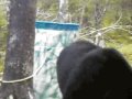 Black Bear Trail Camera Video