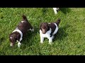 5 week old standard poodle puppies