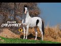 Marwari horse i stallion chaudhary i mann horse photography