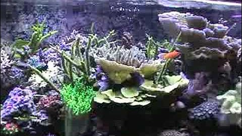 EcoSystem Miracle Mud Part 2