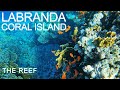 Underwater video at the LABRANDA ROYAL MAKADI Reef | Hurghada, Red Sea, Egypt