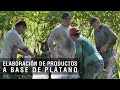 Elaboración de productos a base de plátano - TvAgro por Juan Gonzalo Angel Restrepo