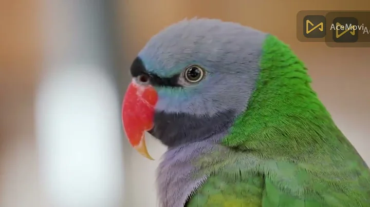 Most Beautiful Birds in the World | Breathtaking Beauty of Earth's Most Exquisite Birds | Relaxation