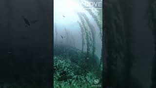 Barracuda School #underwater #divng #nature #wildlife #lakemead #insta360