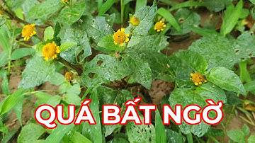 Cây Nút Áo : Công dụng chữa bệnh ít người biết của loại cỏ dại rất nhiều người cần đến .