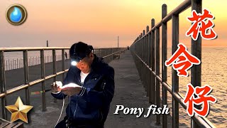 野味52集 | 花令仔 | 香酥花令 鮮魚湯 | pony fish | 萍哥Pinger